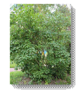 C:\Users\Пользователь\Desktop\ЭКОЛОГИЧЕСКИЕ ФОТО\IMG_3024.JPG