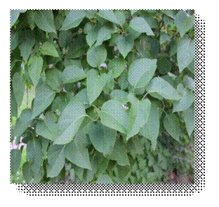 C:\Users\Пользователь\Desktop\ЭКОЛОГИЧЕСКИЕ ФОТО\IMG_3025.JPG