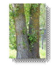 C:\Users\Пользователь\Desktop\ЭКОЛОГИЧЕСКИЕ ФОТО\IMG_3053.JPG