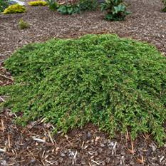 http://voodland.club/images/stories/virtuemart/product/juniperus_corielagan1.jpg