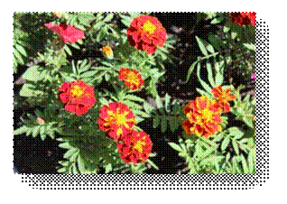 C:\Users\Пользователь\Desktop\ЭКОЛОГИЧЕСКИЕ ФОТО\IMG_3050.JPG