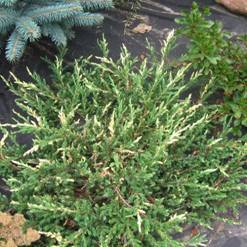 http://voodland.club/images/stories/virtuemart/product/juniperus_spotty_spreader3.jpg