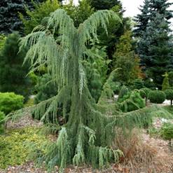 http://voodland.club/images/stories/virtuemart/product/juniperus_horstmann29.jpg