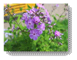 C:\Users\Пользователь\Desktop\ЭКОЛОГИЧЕСКИЕ ФОТО\IMG_3041.JPG