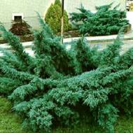 http://voodland.club/images/stories/virtuemart/product/pficiriana-glauca1.jpg