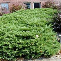 http://voodland.club/images/stories/virtuemart/product/juniperus_pfitzeriana_compacta.jpg