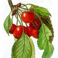 http://www.eti-deti.ru/img/test_vatslak_33.jpg