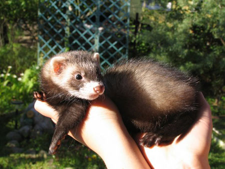 http://www.bizseven.ru/images/9/nor3.jpg