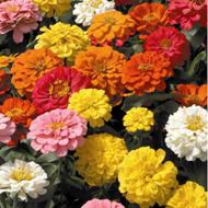 http://www.florissim.ro/_images/full/zinnia-big.jpg