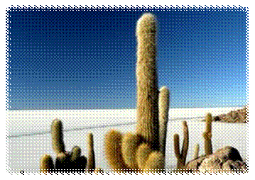 http://botinok.co.il/sites/default/files/images/c5d4ae904ce5fd5c333426e946eabab9_P1110205.JPG