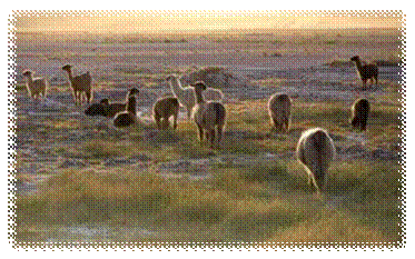 http://media01.tastelikepizza.com/galleries/diversen2/animalpack14/49.jpg