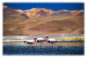http://i203.photobucket.com/albums/aa186/brul_photo/peru-bolivia-altiplano/041.jpg