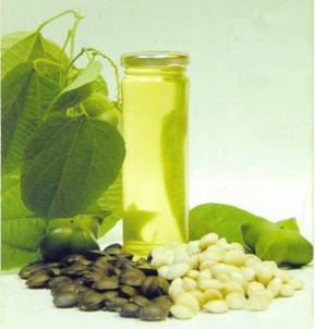 http://photos1.blogger.com/blogger/7681/550/1600/sachainchi_aceite.jpg