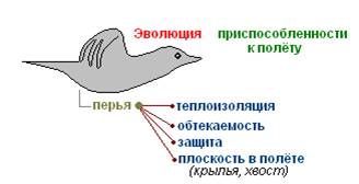http://biouroki.ru/content/page/736/01.png