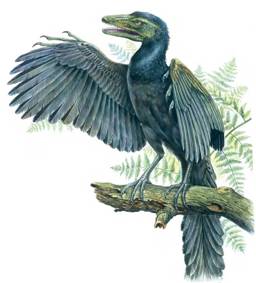 http://ayay.co.uk/backgrounds/dinosaurs/bird_like/blue-feathered-archaeopteryx.jpg