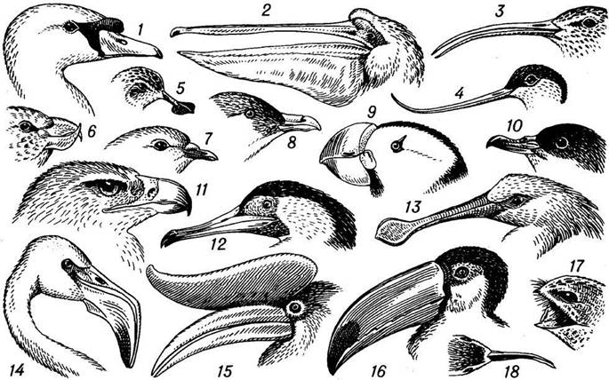 http://reword.org/online/get_blob.php?filename=b1_0616.jpg&rowid=25760&dictionary=bred
