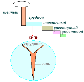 http://biouroki.ru/content/page/736/05.png