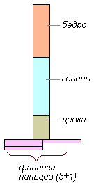 http://biouroki.ru/content/page/736/07.png