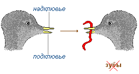 http://biouroki.ru/content/page/736/08.png
