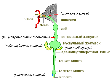 http://biouroki.ru/content/page/736/09.png