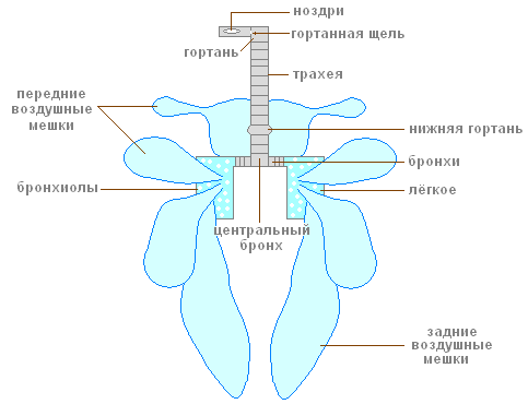 http://biouroki.ru/content/page/736/10.png