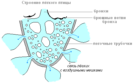 http://biouroki.ru/content/page/736/11.png