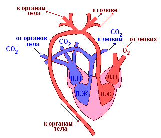 http://biouroki.ru/content/page/736/12.png