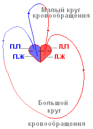 http://biouroki.ru/content/page/736/13.png