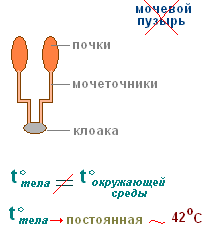 http://biouroki.ru/content/page/736/14.png
