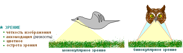 http://biouroki.ru/content/page/736/16.png