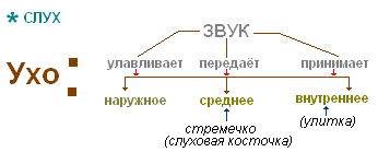 http://biouroki.ru/content/page/736/17.png