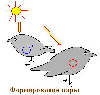 http://biouroki.ru/content/page/736/19.png