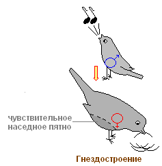 http://biouroki.ru/content/page/736/20.png