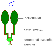 http://biouroki.ru/content/page/736/22.png