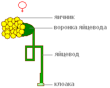 http://biouroki.ru/content/page/736/23.png