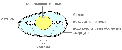 http://biouroki.ru/content/page/736/24.png