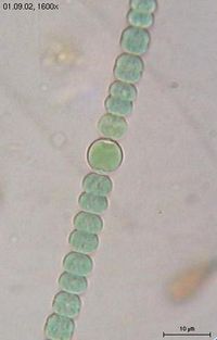 Многоклеточная нитчатая цианобактерия Anabaena sphaerica