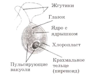 Крахмальное тельце функции. Крахмальное тельце функции. Крахмальное тельце функции. Светочувствительный глазок у хлореллы. Фукус строение клетки.