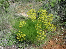 Foeniculum vulgare