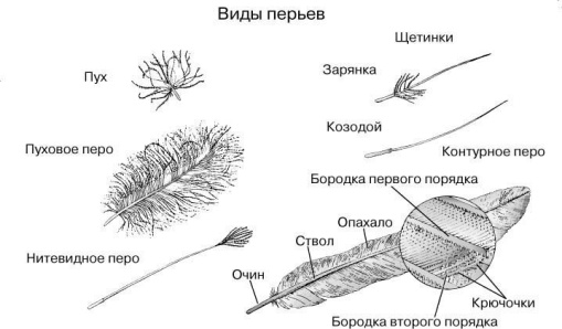 " ВИДЫ ПЕРЬЕВ "