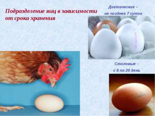 "Столовые – с 8 по 20 день Диетические – не позднее 7 суток Подразделение яиц ..."