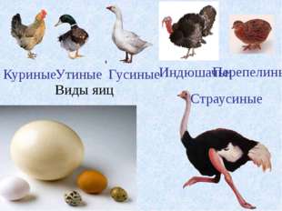 "Виды яиц Гусиные Утиные Индюшачьи Куриные Страусиные Перепелиные "