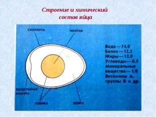 "Строение и химический состав яйца Строение и химический состав яйца "
